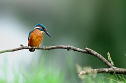 Photo animalière martin pécheur