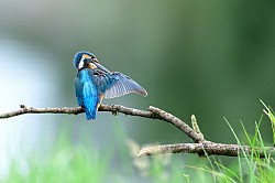 Photo animalière martin pécheur