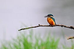 Photo animalière martin pécheur