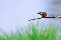 Photo animalière martin pécheur
