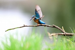 Photo animalière martin pécheur