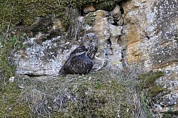 Hiboux grand duc