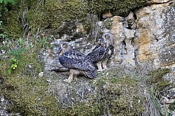 Photos animalieres hiboux grand duc