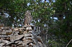 Photos animalieres hiboux grand duc
