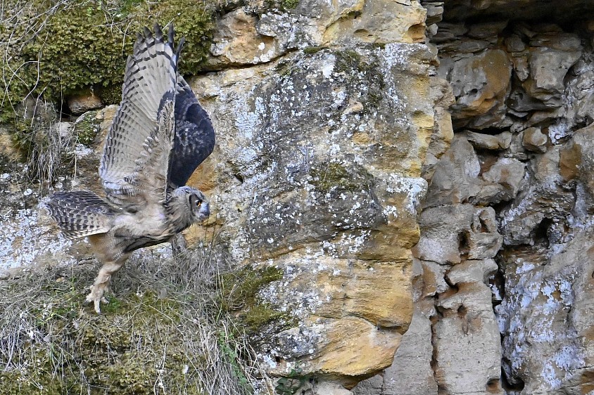 Photos animalieres hiboux grand duc