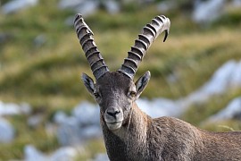 Photo animalière