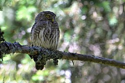 Photos animalières chouette chevechette