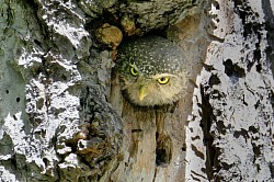 Photos animalières chouette chevechette