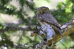 Photos animalières chouette chevechette