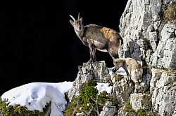 Photos animalières bouquetins