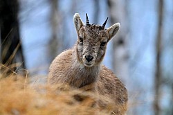 Photos animalières bouquetins