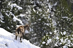 Photos animalières bouquetins