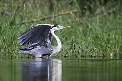 Photos animalières héron cendré