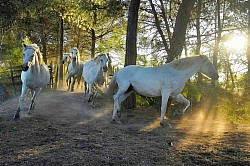 Chevaux de camargues