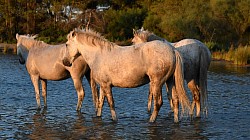Photos animalières chevaux de camargues
