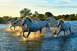Photos animalières chevaux de camargues