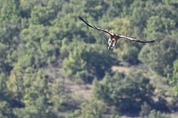 Photos animalières vautours baronnies
