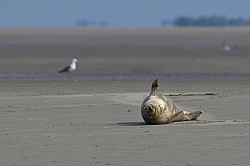 Phoques baie de somme