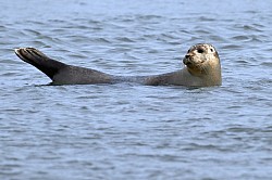 Photos animalières phoques baie de somme