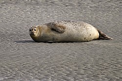 Photos animalières phoques baie de somme