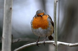 Rouge gorge