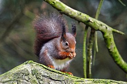Photos animalières écureuil