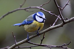 Photos animalières mésange