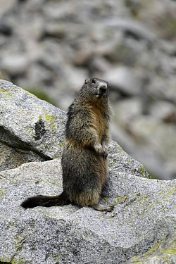 Marmottes
