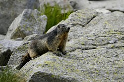 Photos animalières marmotte