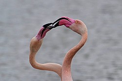 Photos animalières flamand rose