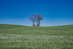 Aubrac