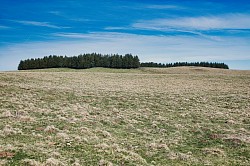 Aubrac
