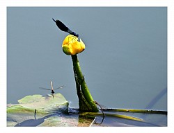 Libellule