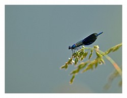 Libellule