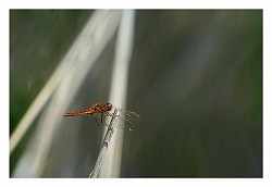 Libellule