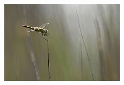 Libellule