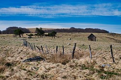 Aubrac