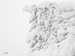 Blanc sur blanc vercors