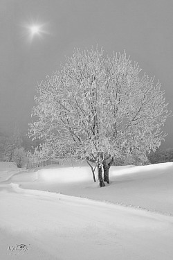 Blanc sur blanc vercors