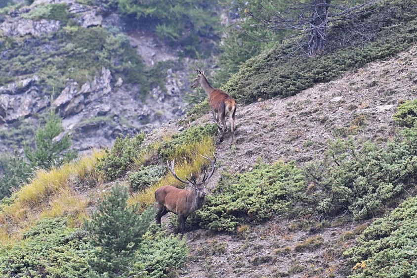 Brame du cerf vallée de l'Ubaye