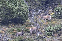 Brame du cerf vallée de l'Ubaye