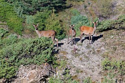 Brame du cerf vallée de l'Ubaye