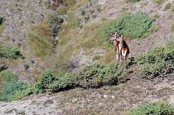 Brame du cerf vallée de l'Ubaye