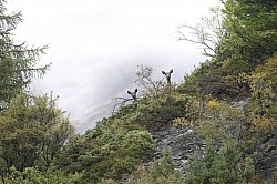 Brame du cerf vallée de l'Ubaye
