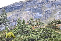 Brame du cerf vallée de l'Ubaye