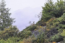 Brame du cerf vallée de l'Ubaye