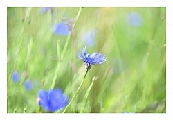 Macro et proxi