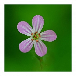 Macro et proxi