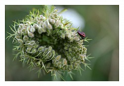 Macro et proxi