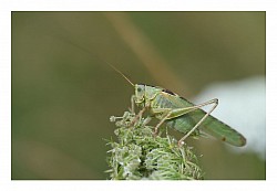 Macro et proxi